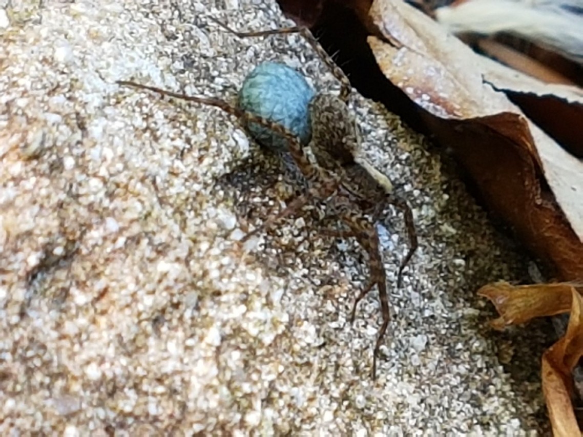 Pardosa sp. con ovisacco - Monchio delle corti (PR)